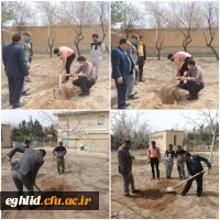 غرس 4 اصله نهال میوه  2