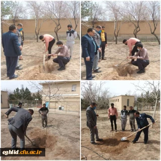 غرس 4 اصله نهال میوه 