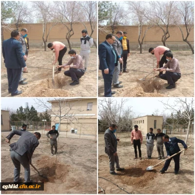 غرس 4 اصله نهال میوه 