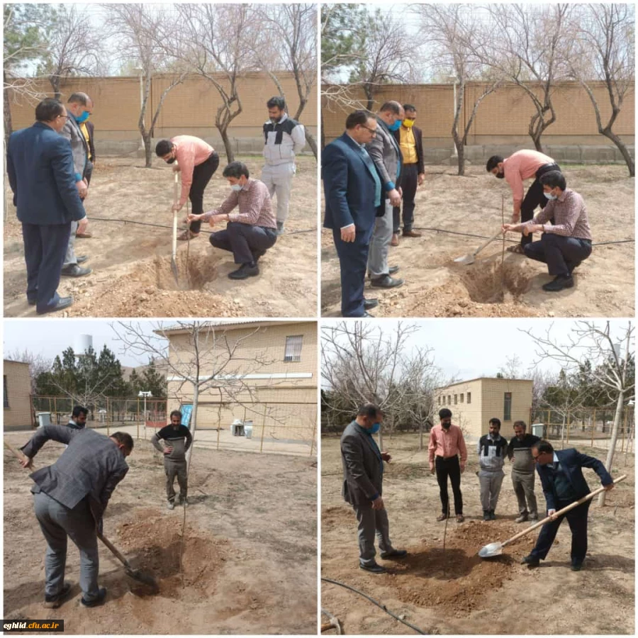 غرس 4 اصله نهال میوه  2